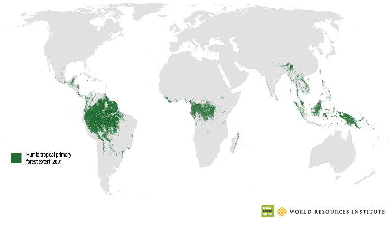 Primary Forest Loss | Global Forest Review
