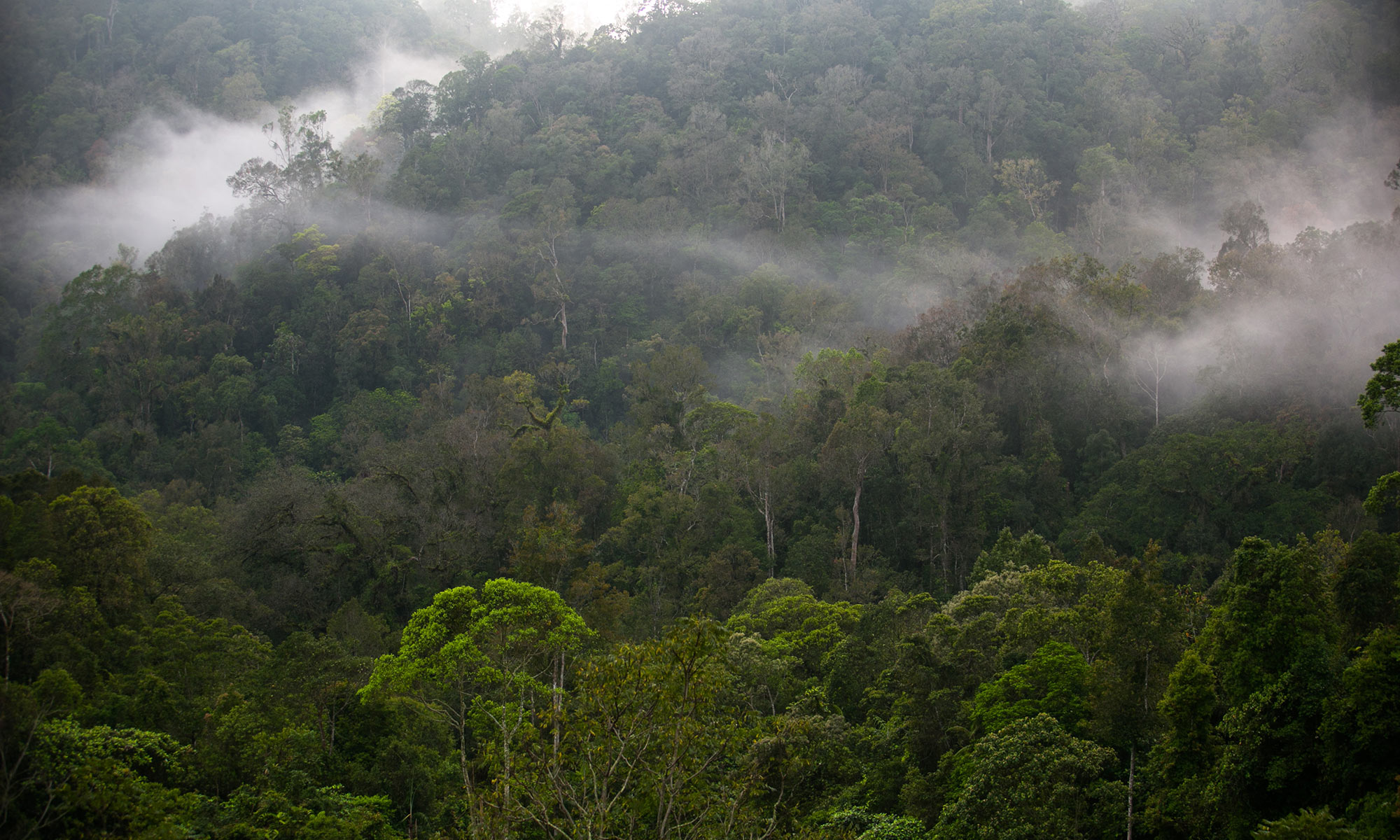 Greenhouse Gas Fluxes from Forests | Global Forest Review