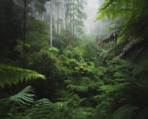 Deforestation Is Accelerating, Despite Mounting Efforts to Protect Tropical  Forests. What Are We Doing Wrong?